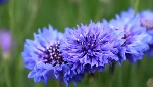 Chaber bławatek kwitnie od lipca do sierpnia.