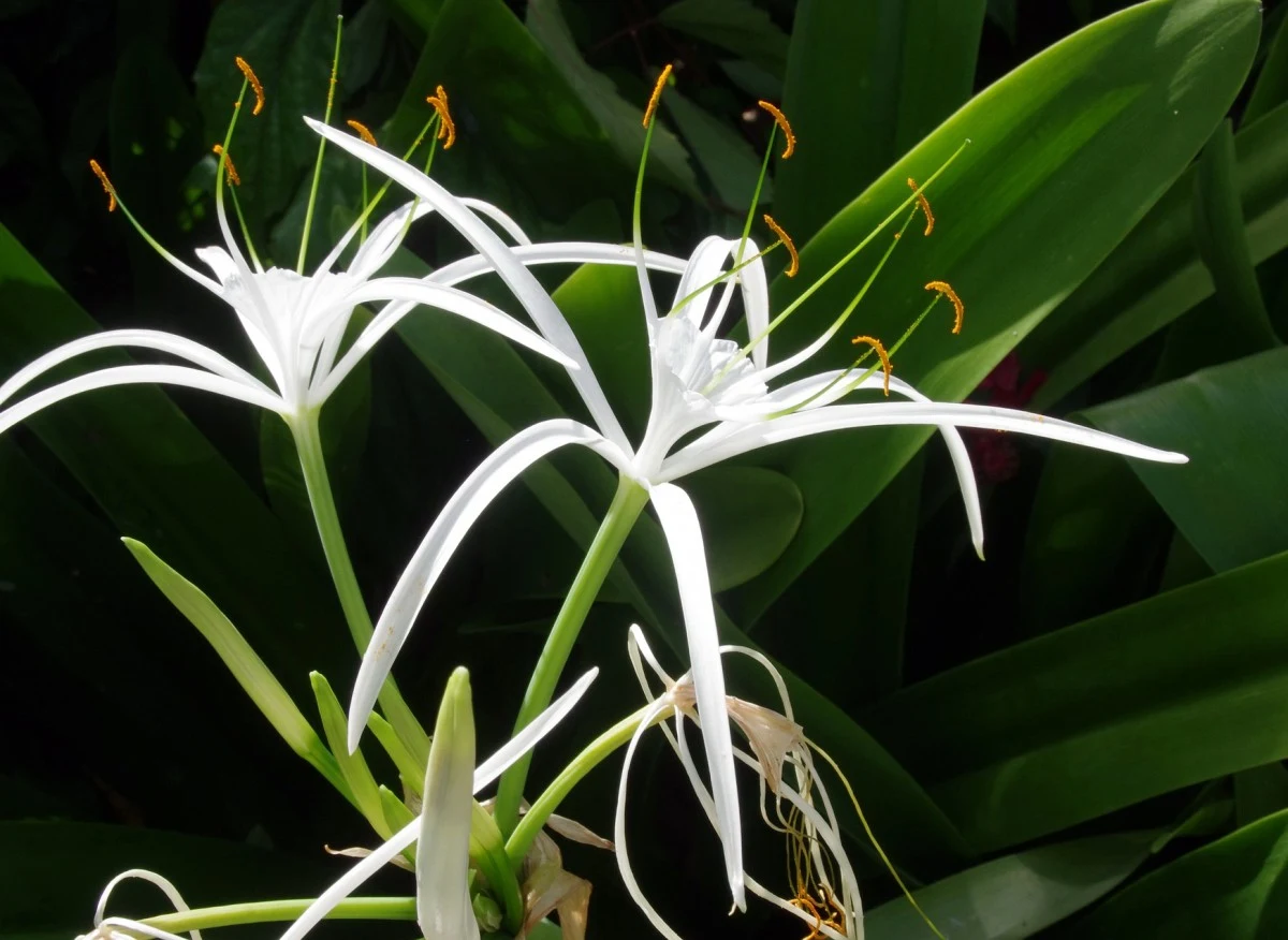 Ismena jest jedną z najbardziej dekoracyjnych roślin kwitnących