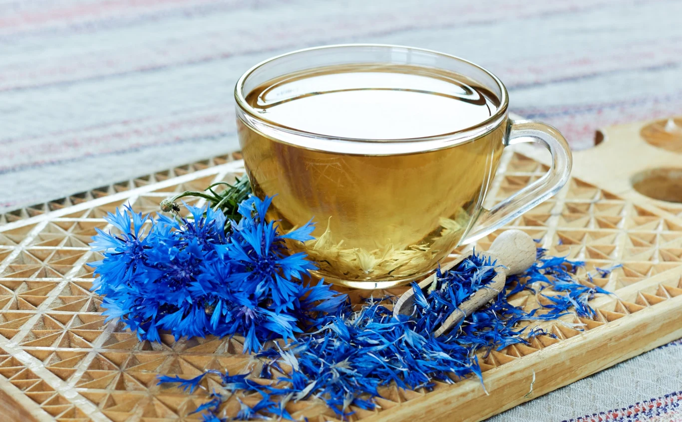 Chaber bławatek jest wykorzystywany w ziołolecznictwie