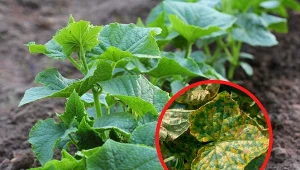 Mącznik rzekomy dyniowatych to najgroźniejsza choroba ogórków, dyń, kabaczków i melonów.