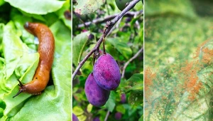 Poznaj choroby i szkodniki atakujące ogród latem.