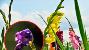 Istnieje kilka powodów, które sprawiają, że mieczyki nie kwitną, są zdeformowane i szybko opadają im kwiaty.