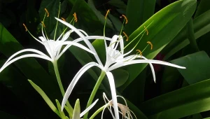 Ismena jest jedną z najbardziej dekoracyjnych roślin kwitnących.