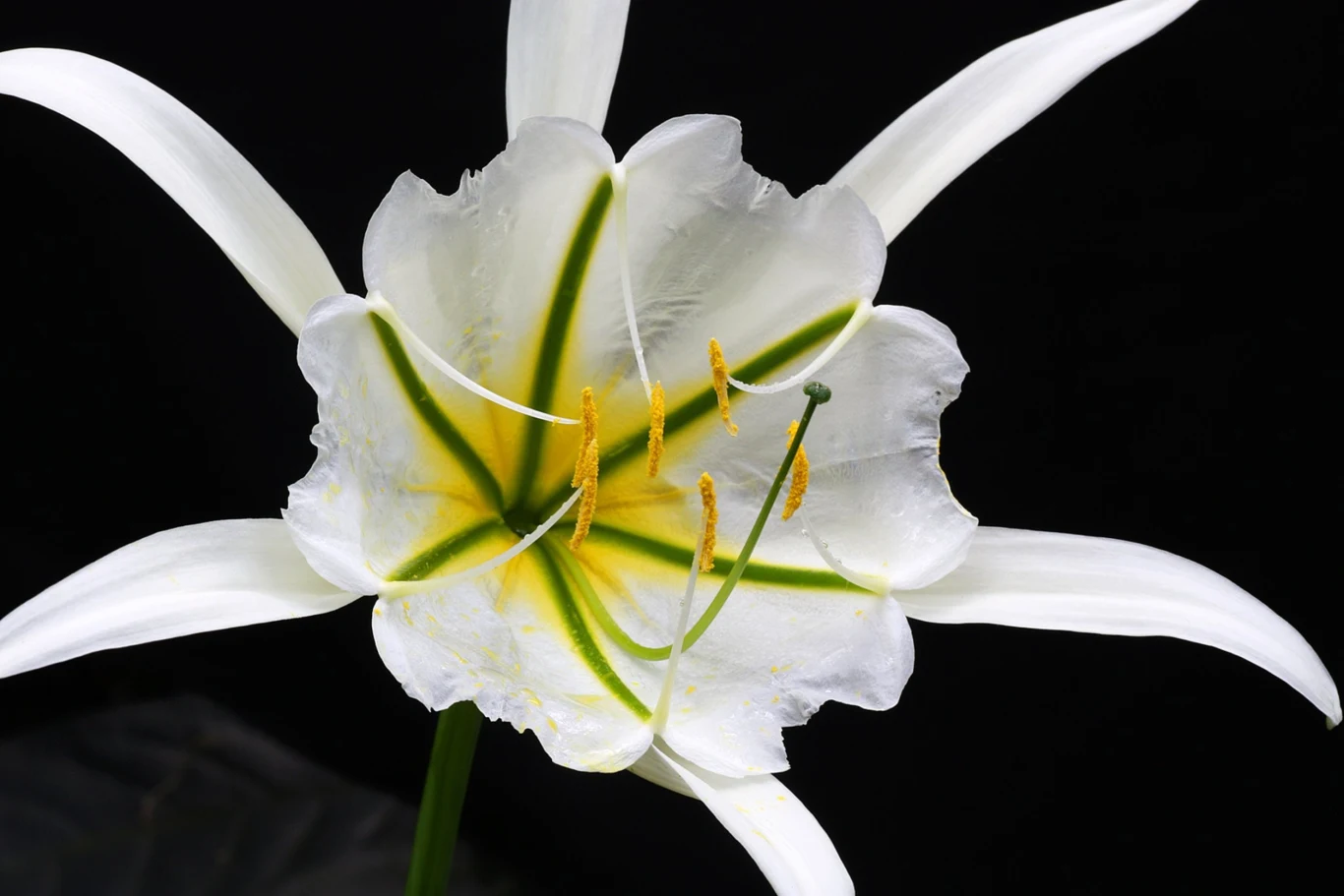 Odmiany ismeny różnią się od siebie głównie wyglądem i barwą kwiatów