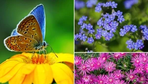 Większość kwiatów przyciągających motyle nie tylko pięknie wygląda, lecz także przyjemnie pachnie.