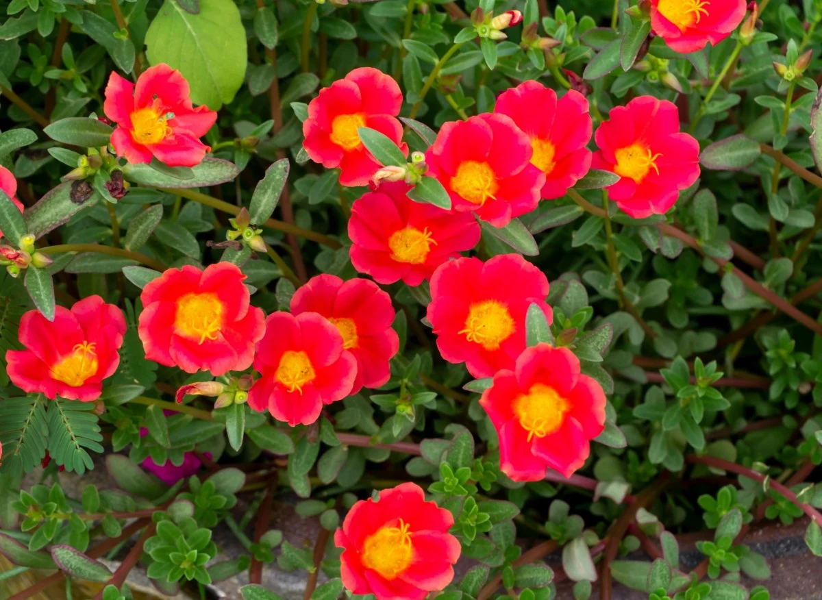 Portulaka wielokwiatowa jest wspaniałą ozdobą ogrodów i balkonów