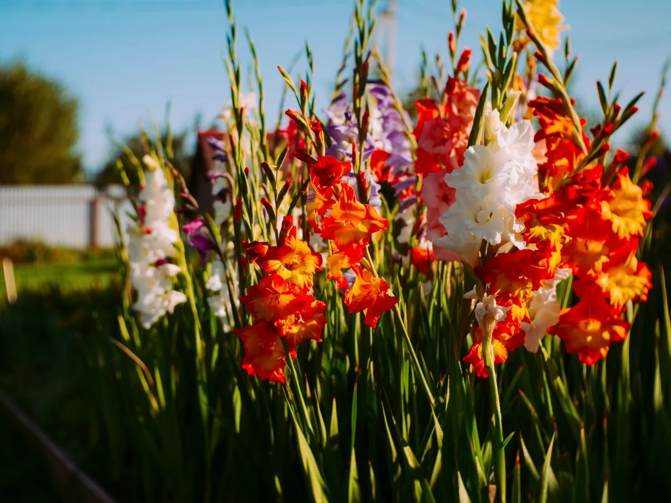 Mieczyki nie kwitną głównie ze względu na nieodpowiednią pielęgnację i brak słonecznego stanowiska