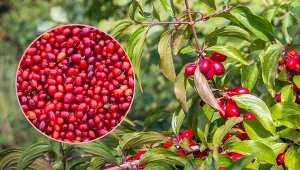 Owoce derenia zawierają m.in. witaminy B, C, wapń, potas oraz kwasy organiczne.