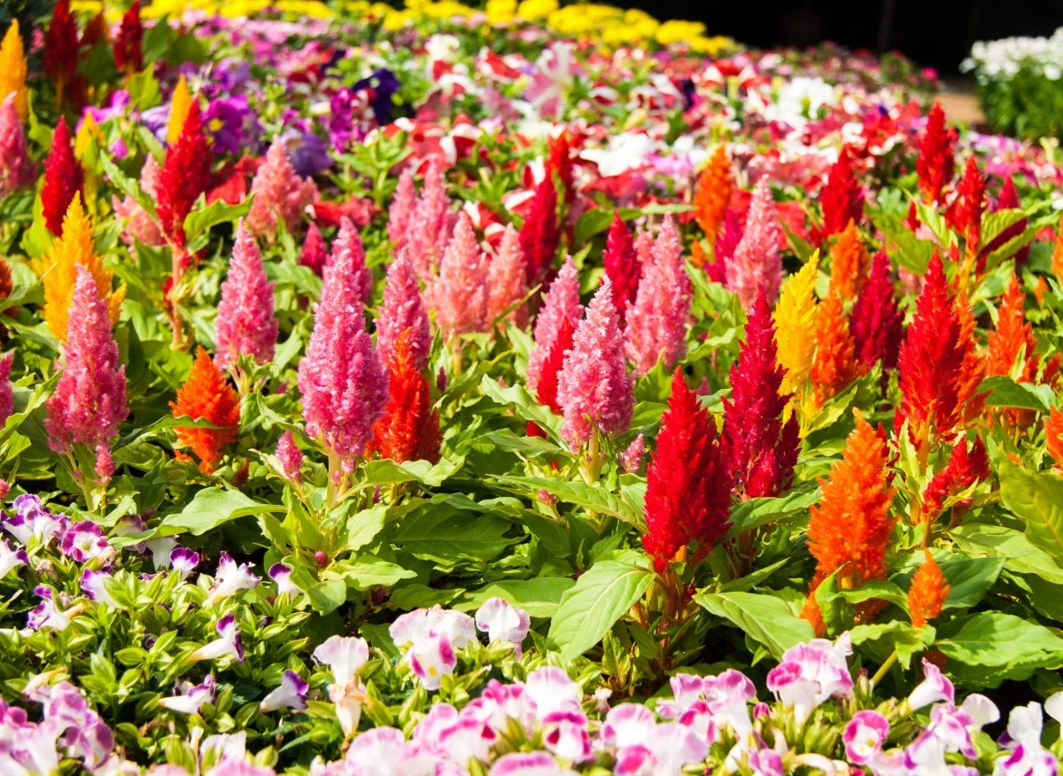 Celozja pierzasta zachwyca kolorowymi kwiatami