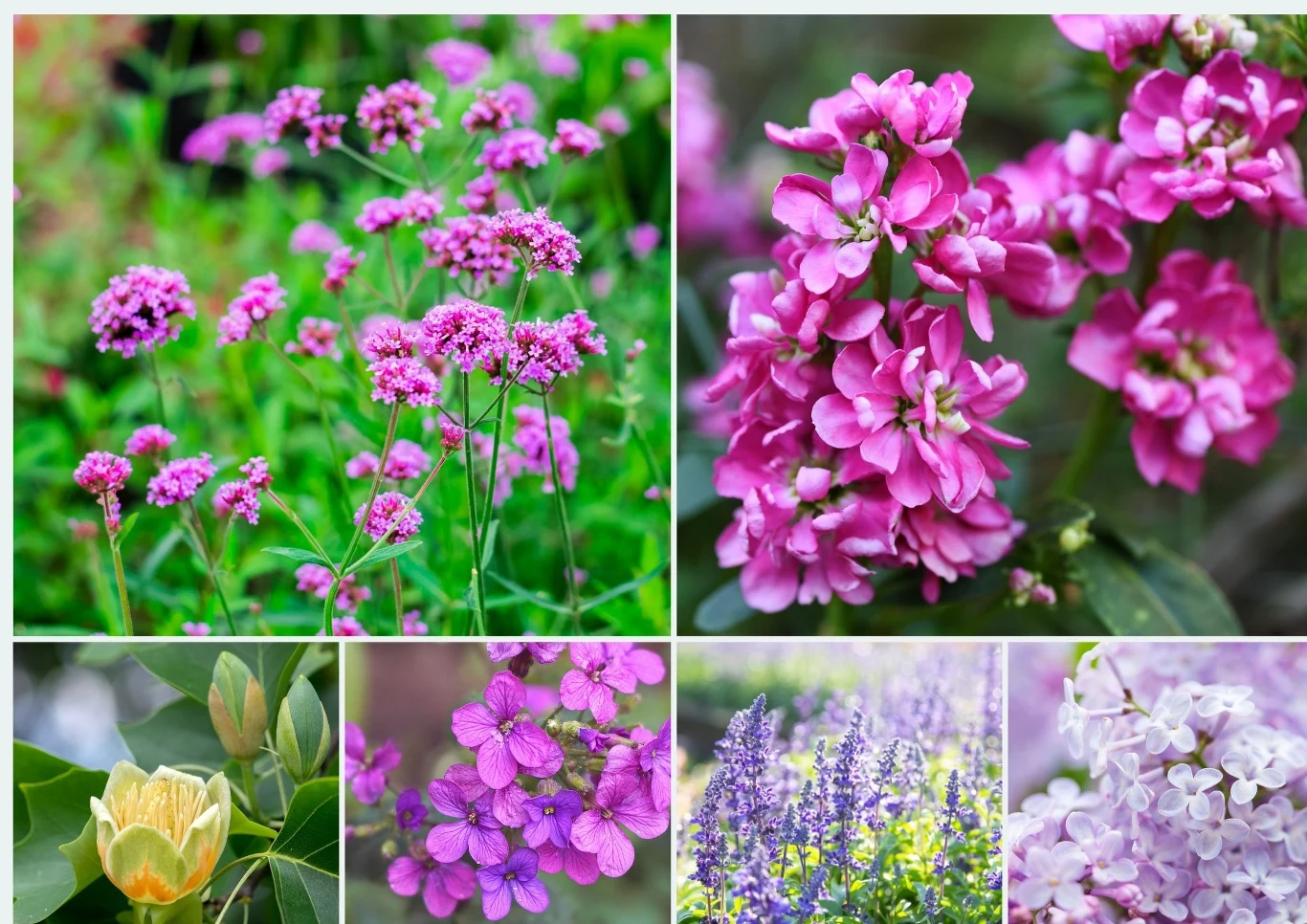 Jakie kwiaty przyciągają motyle