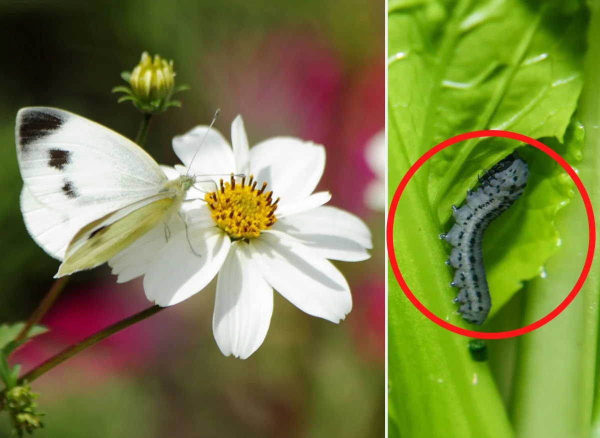 Oprysk z liści pomidora szybko poradzi sobie z tym groźnym szkodnikiem