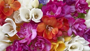 Frezje sprawdzą się w roli roślin ogrodowych, a także domowych.