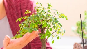 Drzewko bonsai wymaga starannej pielęgnacji, słonecznego stanowiska i wilgotnego podłoża.
