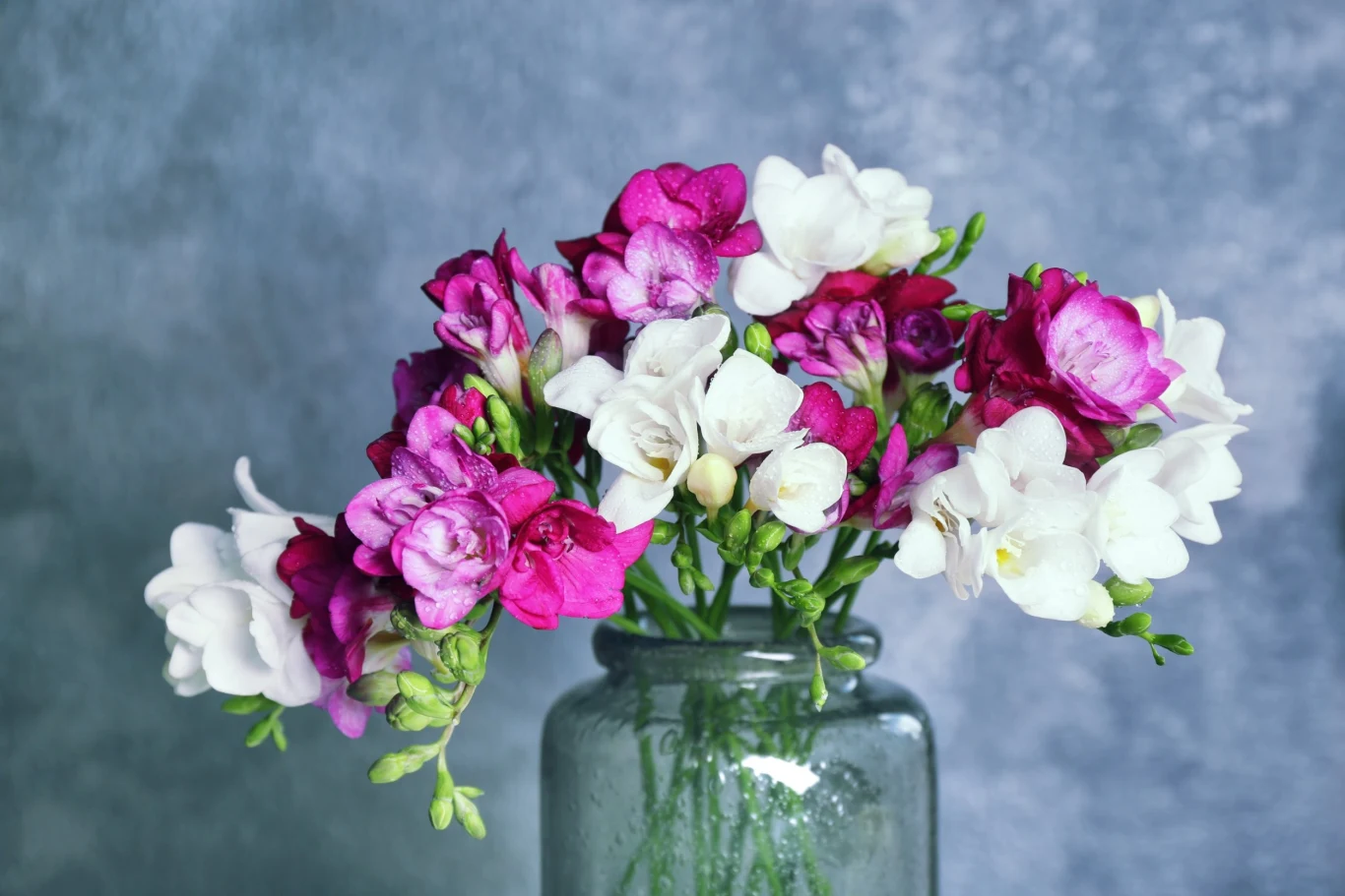 Frezja kojarzy się z pięknymi bukietami i kompozycjami kwiatowymi