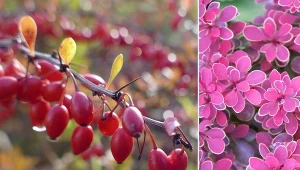 Większość odmian berberysu czerwonego jest całkowicie mrozoodporna.