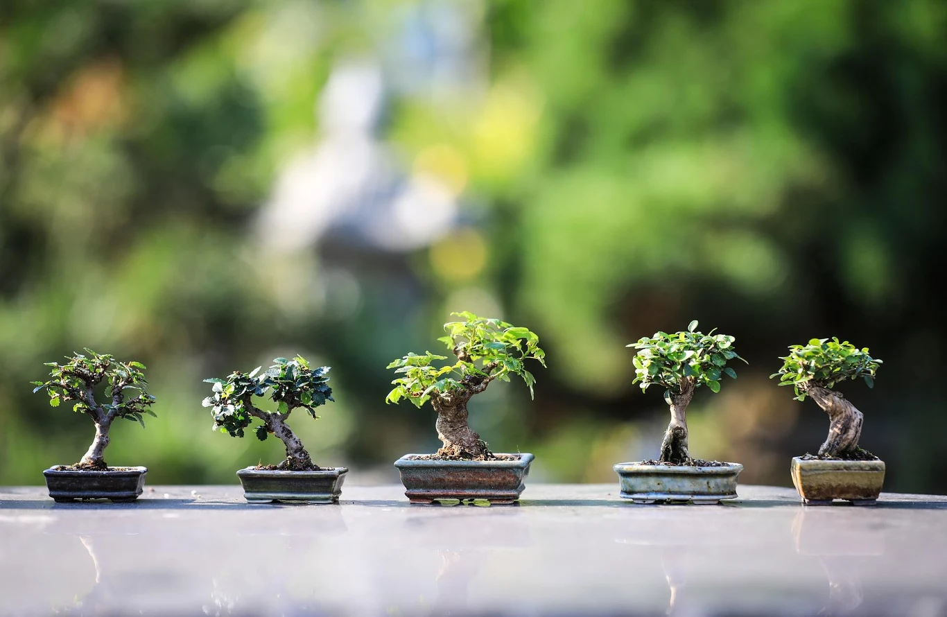 Drzewka bonsai preferują stanowiska o rozproszonym świetle