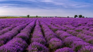 Jak założyć plantację lawendy? Czy to dochodowy biznes?