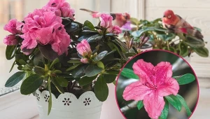 Azalia indyjska stanowi przepiękną dekorację do chłodniejszych pomieszczeń.