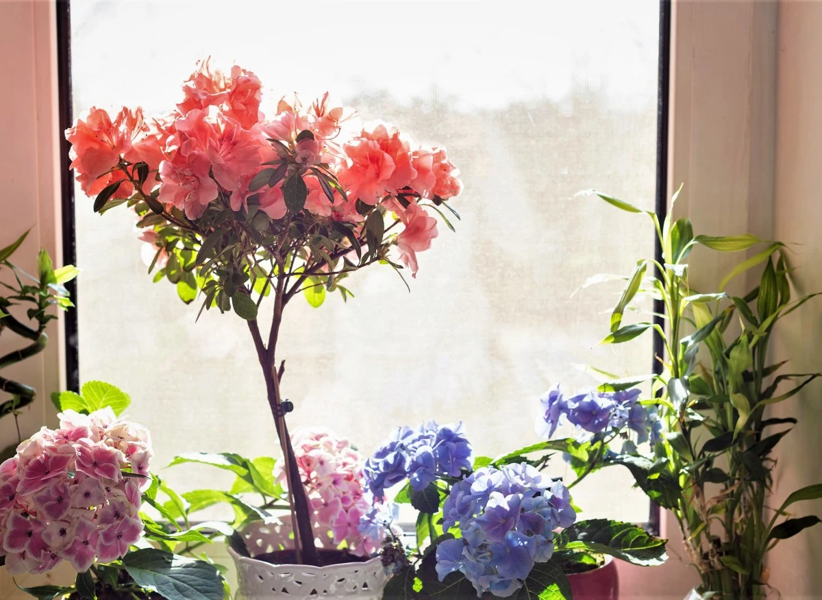 Azalia świetnie sprawdza się w uprawie w domu i dobrze reaguje na formowanie