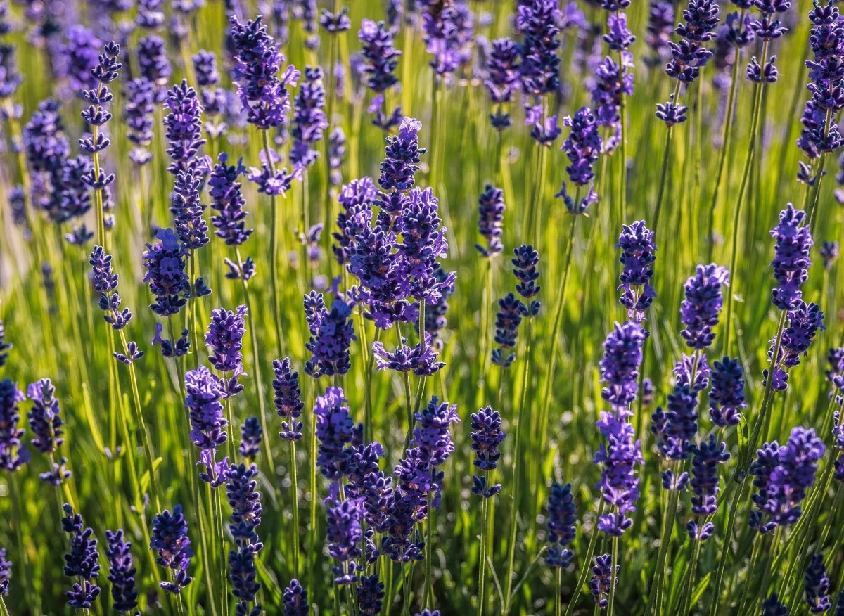 Lawenda wąskolistna posiada bardzo intensywny zapach