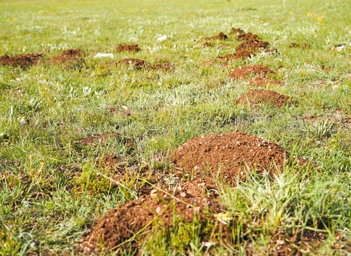 Jak rozpoznać, które zwierzę zadomowiło się w ogrodzie: kret czy nornica
