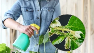 Na ogórkach najczęściej napotkamy na mszycę ogórkową.