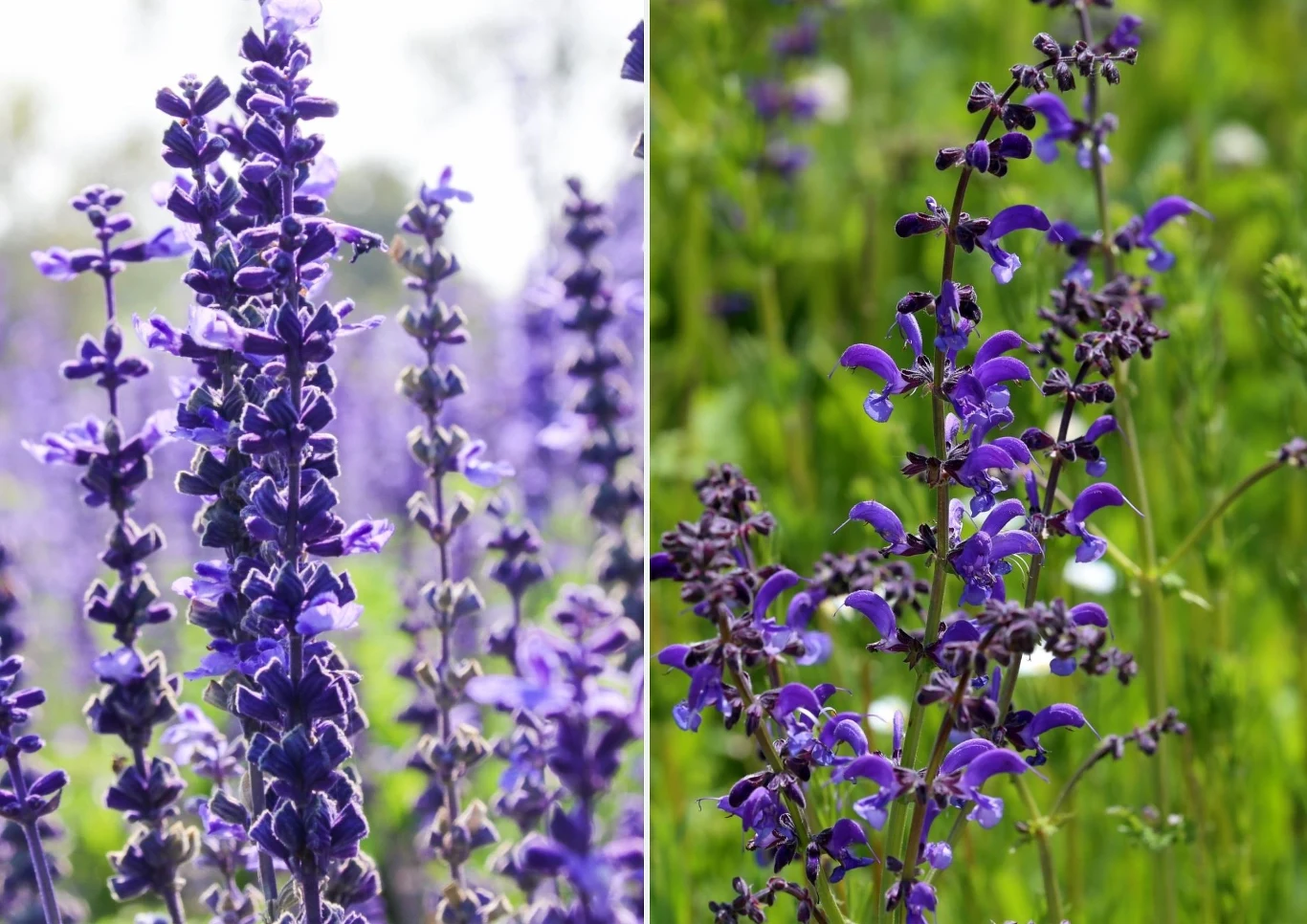 Szałwia lekarska i szałwia łąkowa są do siebie bardzo podobne, mają podobne wymagania i właściwości