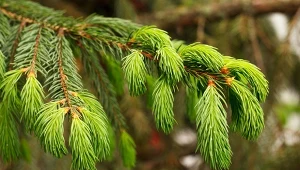 Nie tylko pięknie wygląda, ale też leczy. Jak pielęgnować świerk i dlaczego warto go mieć w ogrodzie