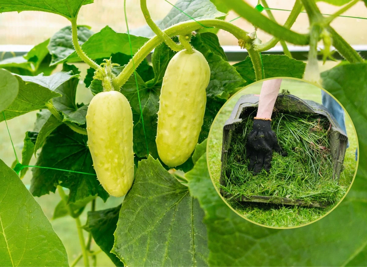 Ogórki są wyjątkowo ciepłolubne, więc zastosowanie ściółkowania pozwala stworzyć im optymalne warunki