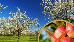 Zdarza się, iż mimo zdrowego wzrostu i obfitego kwitnienia, drzewa owocowe nie owocują.