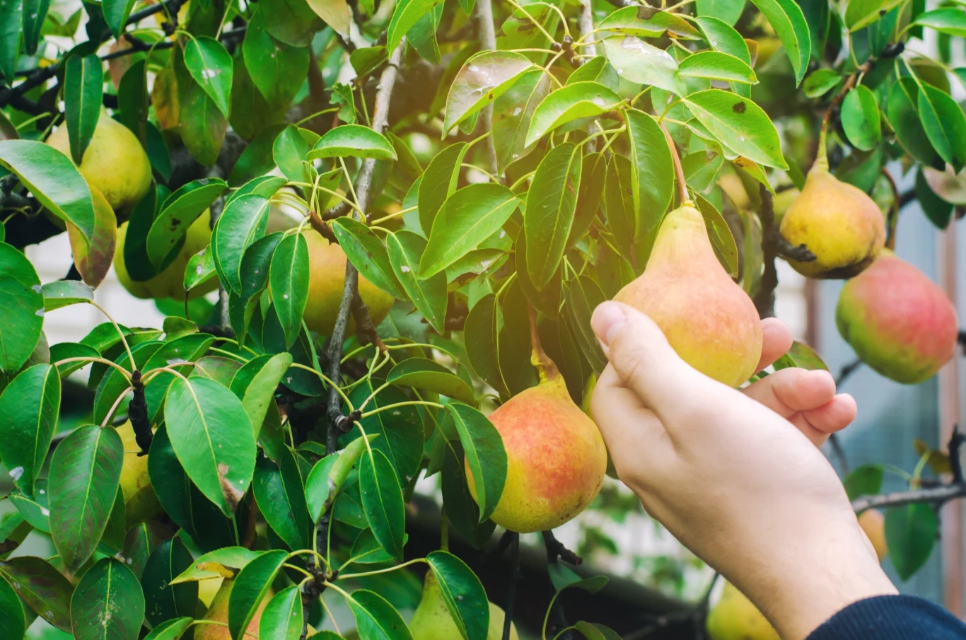 Bardzo często zastanawiamy się, dlaczego nasze drzewa owocowe nie kwitną i nie owocują