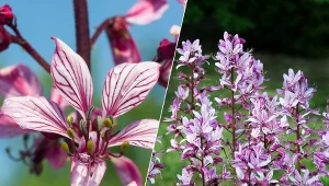 Piękny, ale niebezpieczny. Masz krzew Mojżesza w ogrodzie? Uważaj na dzieci!