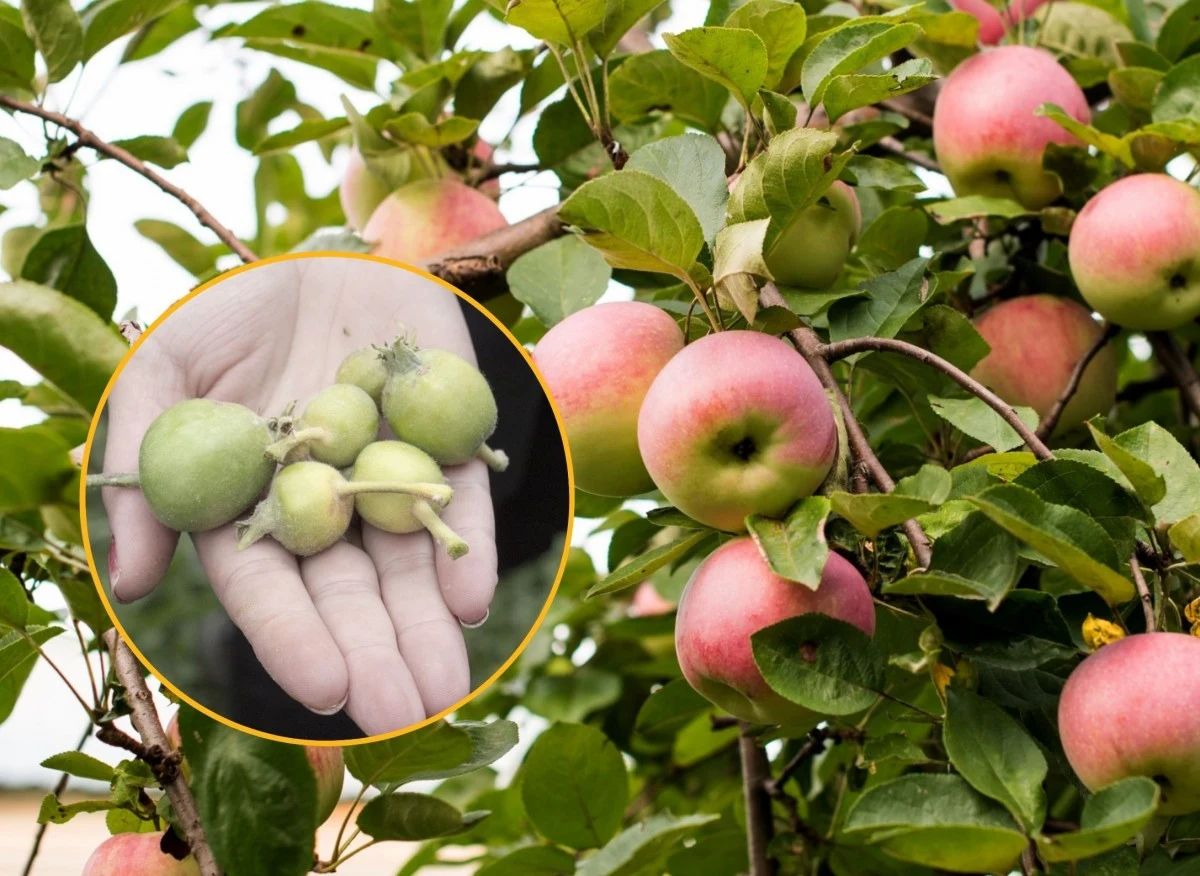 Przerzedzanie zawiązków drzew owocowych wykonywane jest od wieków w tradycyjnym sadownictwie
