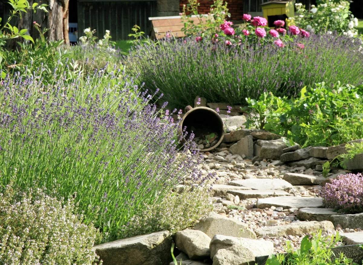 Część ziół w ogrodzie wygląda bardzo dekoracyjnie