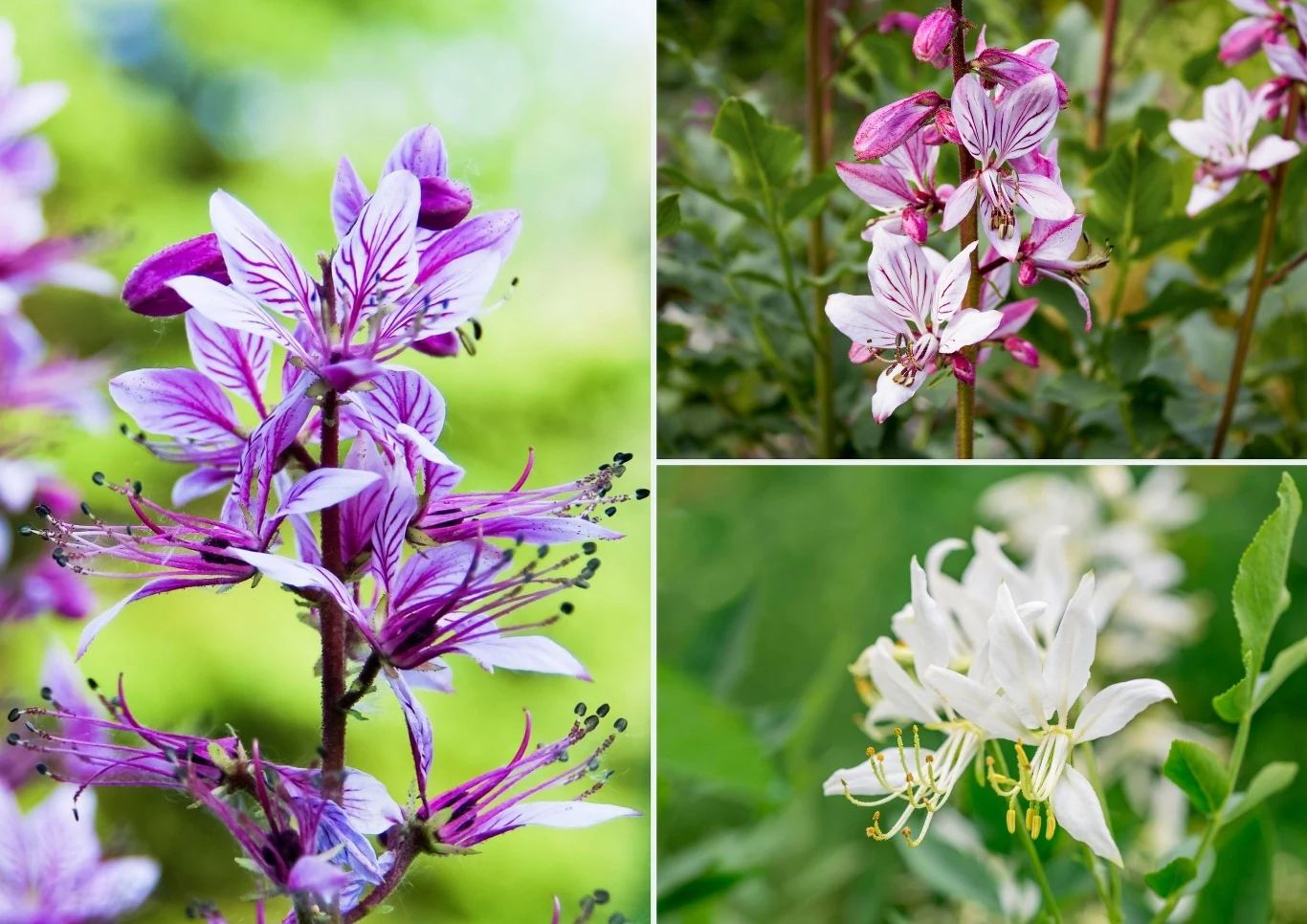 Krzew Mojżesza kwitnie obficie w maju i czerwcu