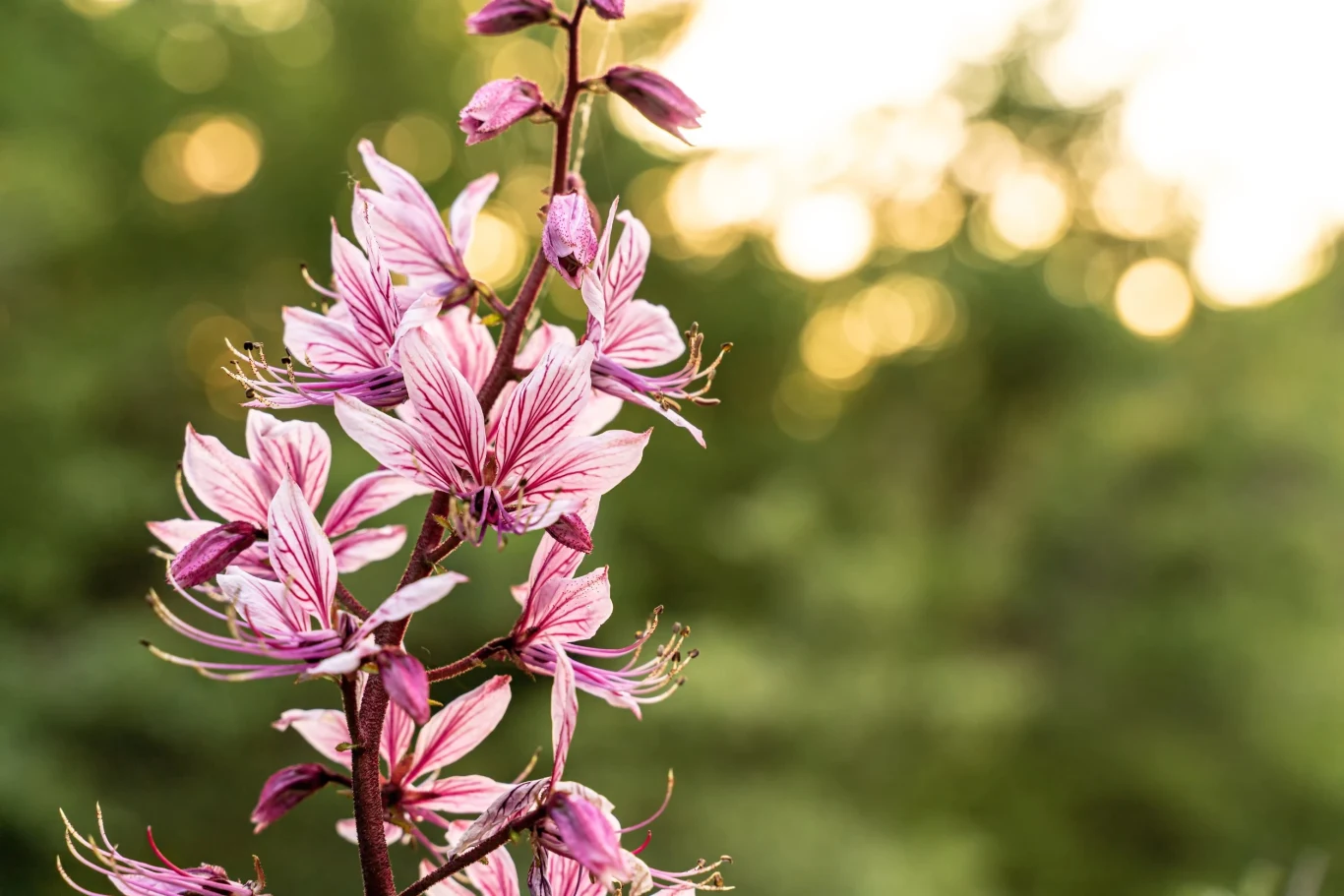 Krzew Mojżesza jest byliną, która przez większą część sezonu ma ozdobne, wysokie pędy