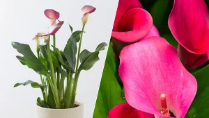 Kwiat kalia jest rośliną ozdobną chętnie uprawianą w doniczkach.