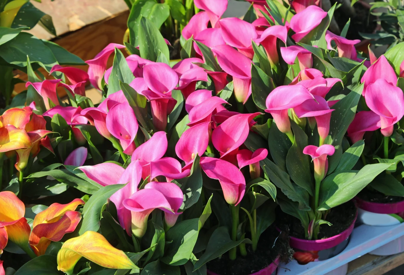 Pamiętaj, że kalia to trujący kwiat, posiadający kryształki szczawianu wapnia i alkaloidy