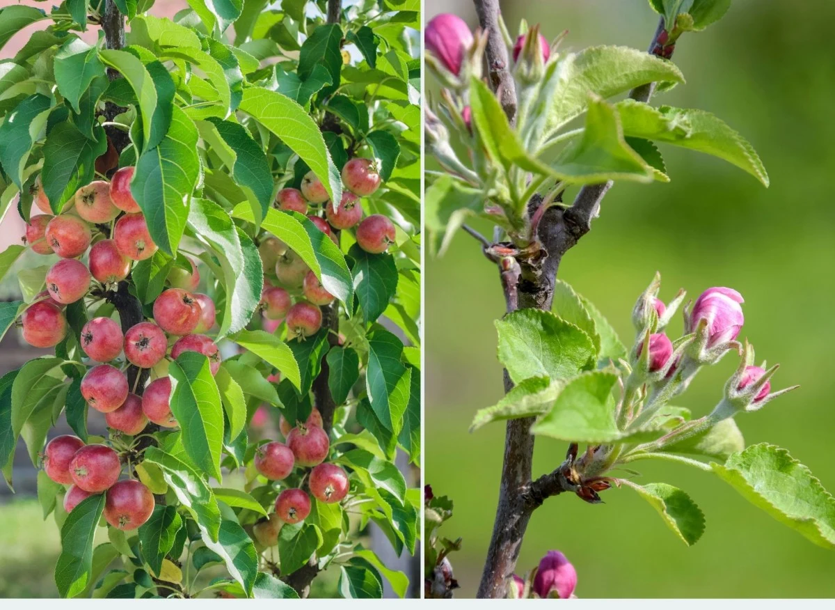 Uprawa kolumnowa nie jest trudna, a daje wiele satysfakcji