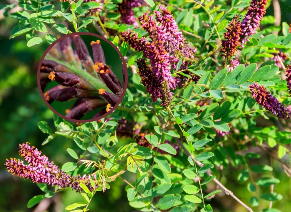 Amorfa krzewiasta charakteryzuje się czerwonymi i fioletowymi kwiatami, które wydzielają mało przyjemny zapach