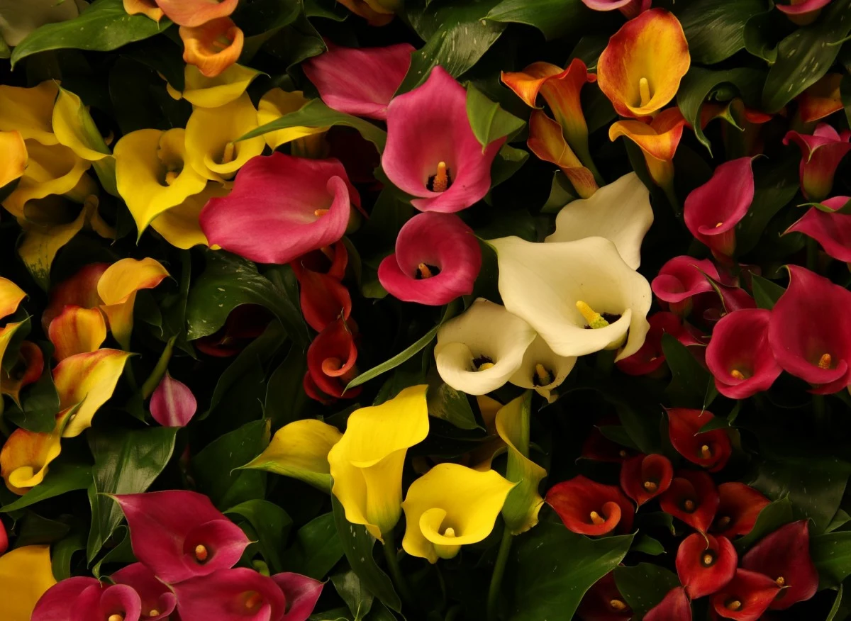 Cantedeskia występuje w różnych wariantach kolorystycznych