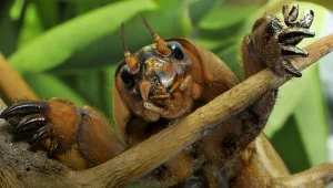 Turkuć podjadek to jeden z największych owadów w Polsce.