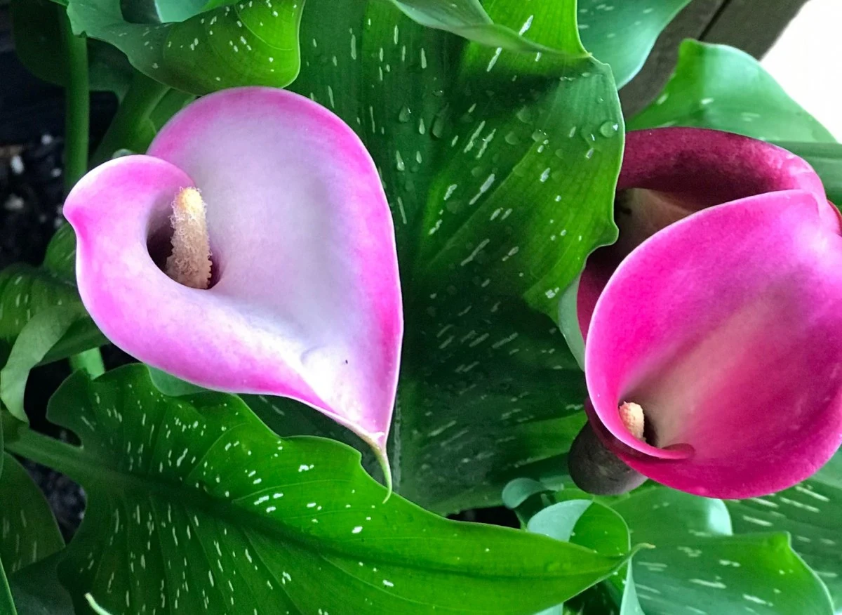 Kalla doniczkowa efektownie kwitnie zimą