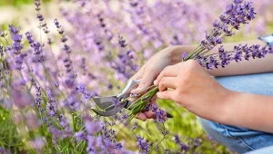 Przycinanie lawendy, to jeden z najważniejszych zabiegów pielęgnacyjnych.