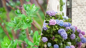 Chcesz wiedzieć, dlaczego hortensja nie rośnie lub nie kwitnie? Podpowiadamy!