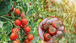 Sucha zgnilizna wierzchołkowa pomidorów to choroba o podłożu fizjologicznym – nie jest więc zaraźliwa.