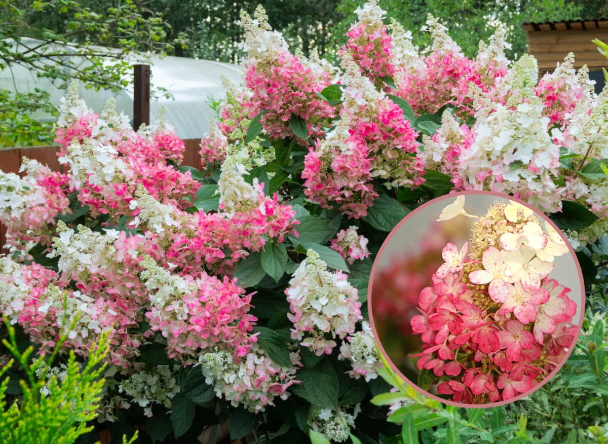 Hortensja w ogrodzie