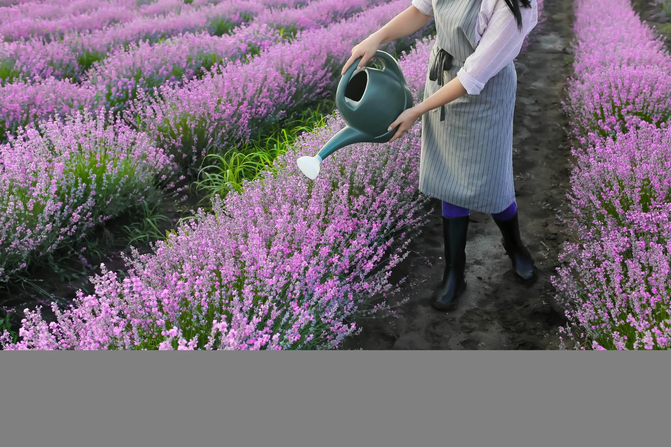 Lawenda dobrze znosi suszę, dlatego w naszym klimacie nie wymaga podlewania