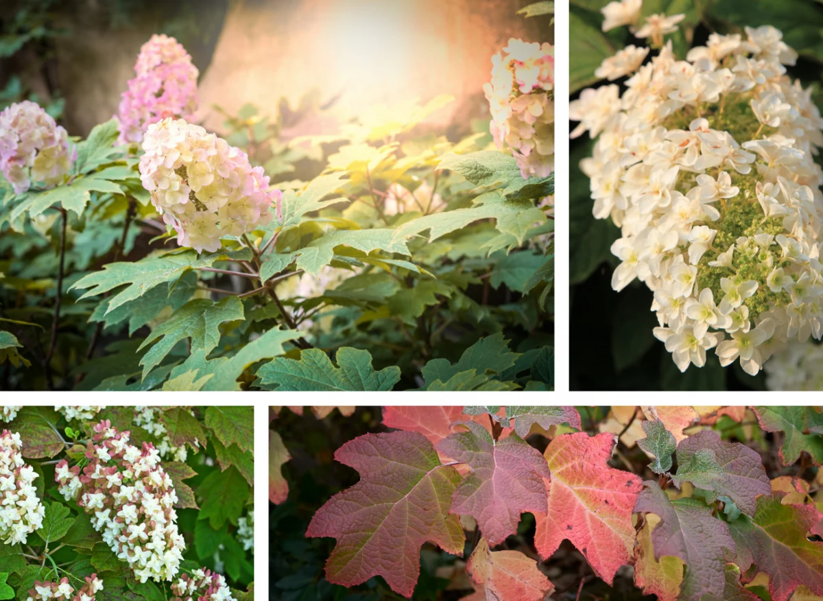 Hortensja dębolistna ma nie tylko piękne kwiaty, ale i liście. Fot. 123RF/PICSEL/Pexels