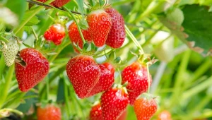 Truskawki powtarzające, tzw. całoroczne dają owoce od czerwca do października.